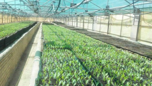 تولید نشائ محصولات زراعی در مرکز تحقیقات کشاورزی شهرستان زهک